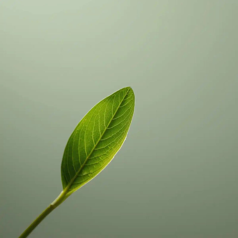 الشاي الأخضر